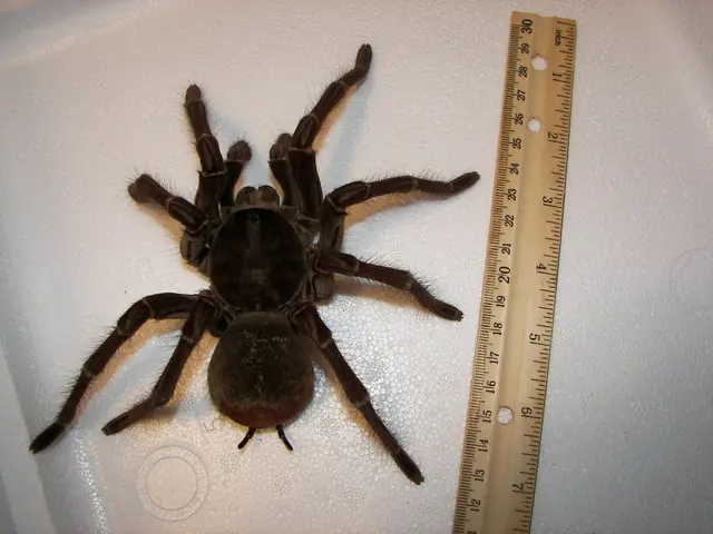 Quantificare Nanoparticelle mediante Tecnica di Diffusione Laser