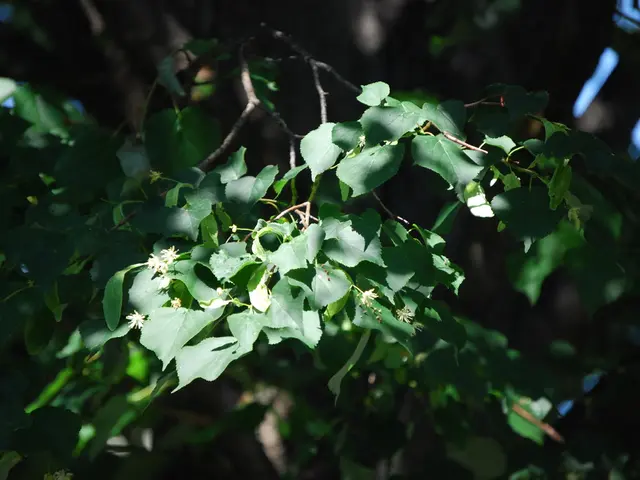 Prolungamento del mandato per il DG del RAB e il termine di ufficio del capo della SB