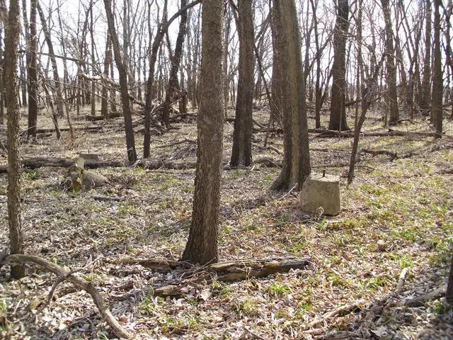 Rilevata la poussa illegale nella foresta non riconosciuta di Faridabad, regione Aravalli