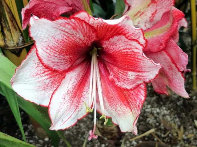 Creazione di miscele personalizzate: Progettazione del proprio terreno per piante