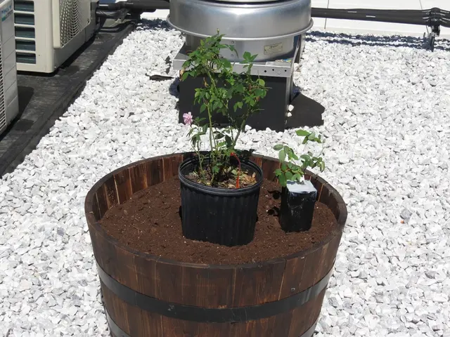Sperimentare con la terra del giardino e la cenere sassosa per le piante in vaso