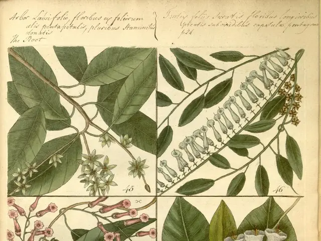 Eliminazione della Vegetazione con Conservazione del Suolo: Istruzioni Detailate