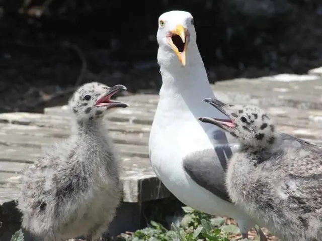 Passeggiata di birdwatching assistita dall'IA: Sostituisci gli scambi del chatbot con le app della...