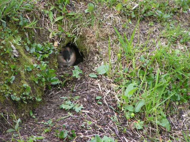 Eliminazione degli Nutrie dalla tua Proprietà: Sei Strategie Pratiche