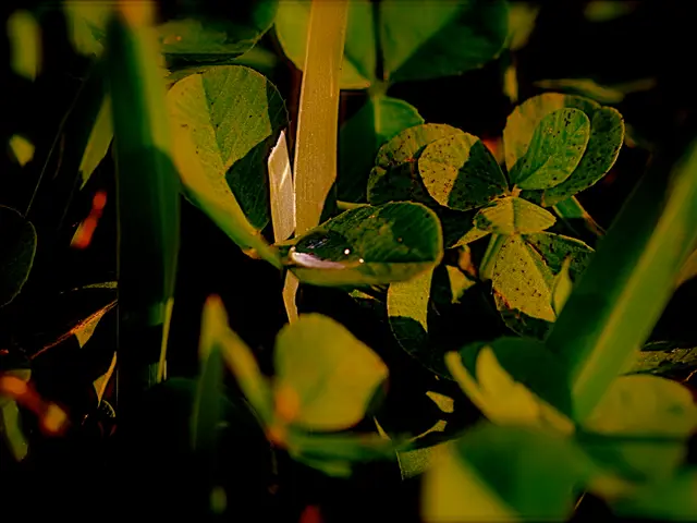 Tecniche di Irrigazione Decodificate: Stai Promuovendo o Ostacolando la Crescita delle tue Piante?