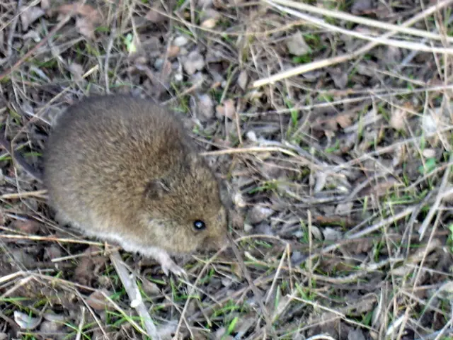 Episodio 13: Intervista con la comunicatrice con gli animali Delaya Diana: Rispondendo a tutte le...