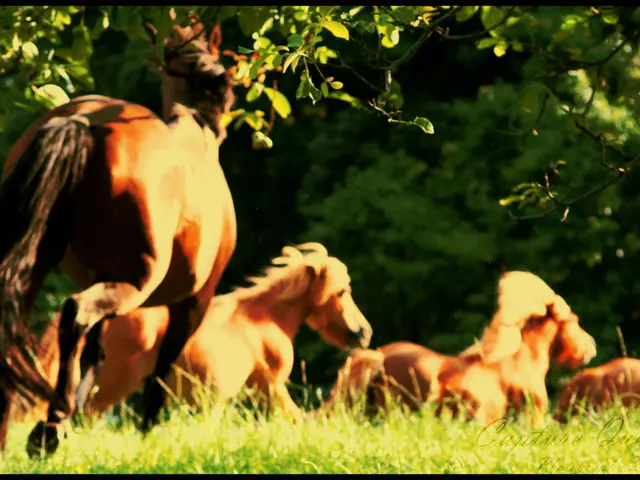 Trasmissione in diretta con Tik Maynard su "No Stupid Questions", tenuta all'Equine Affaire,...