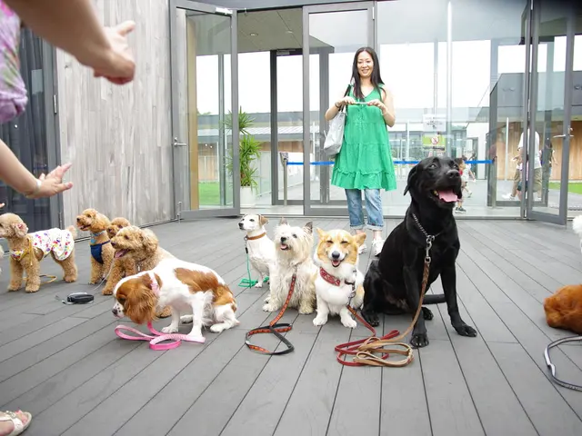 Il rifiuto delle compagnie di autovetture con conducente di accogliere i cani guida per i non...