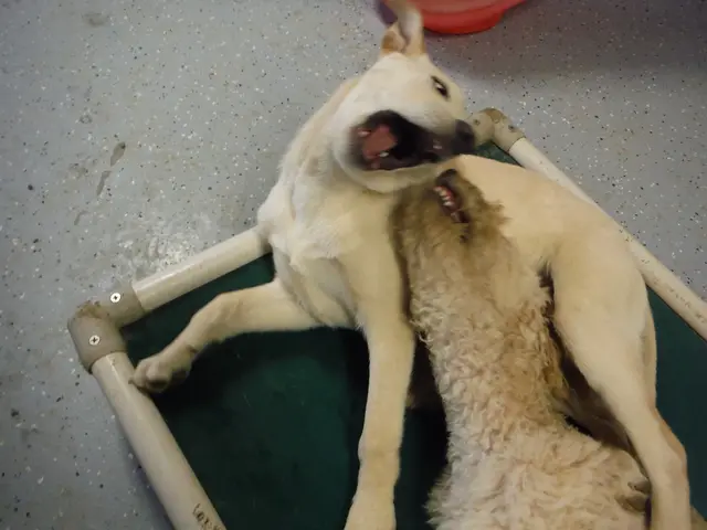 Famiglia locale cerca il reinserimento del cane contestato a seguito della sentenza della corte...