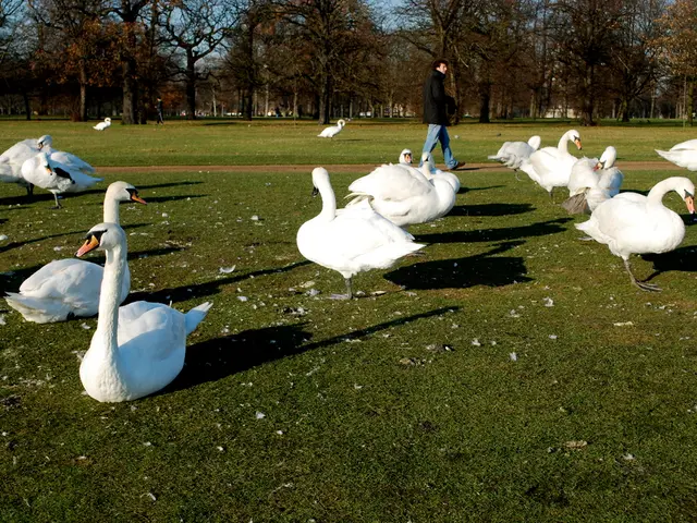 Conclusione del Cigno Nero: Nina e il suo Finale_impossessandosi della Perfezione