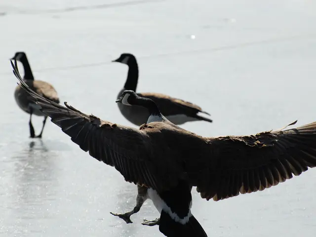 Incidenti tra uccelli e aerei: quanto è frequente questo evento?