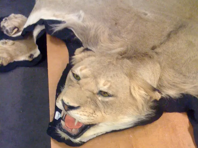 Il consumo di funghi Leone potrebbe avviare la rigenerazione dei nervi del cervello?