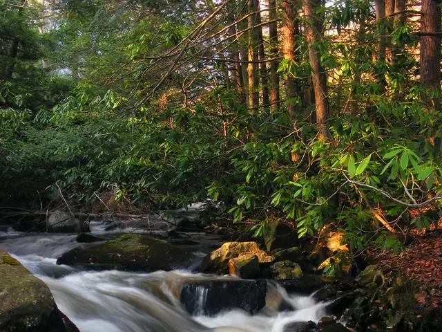 Commenti dell'Informatore Presidenziale sull'Incapacità di Fubara di Governare la LG e l'Assemblea...
