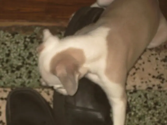 Rimozione di feci di cane dalle scarpe: guida passo-passo