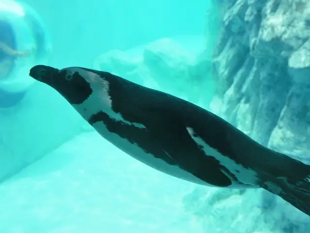 Paddler Trovato Dente di Mammuth nel Fiume Limmat