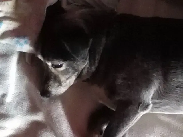 Terapia innovativa per i tumori della testa e del collo degli animali da compagnia potrebbe...