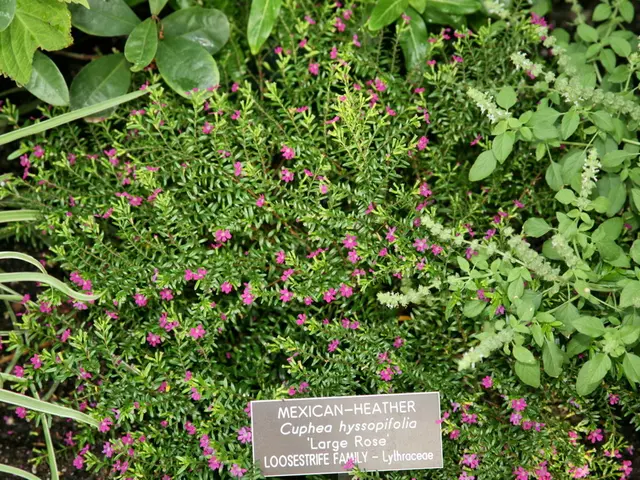 Envelope cellulare: Struttura, Ruolo e Importanza