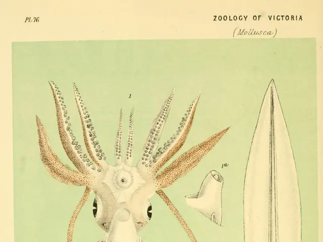 Battaglia tra Calamaro gigante e Architeuthis: Grandi differenze a confronto