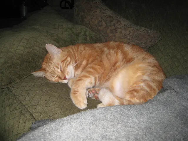 Comportamento felino: perché il tuo gatto si addormenta costantemente tra le tue gambe?