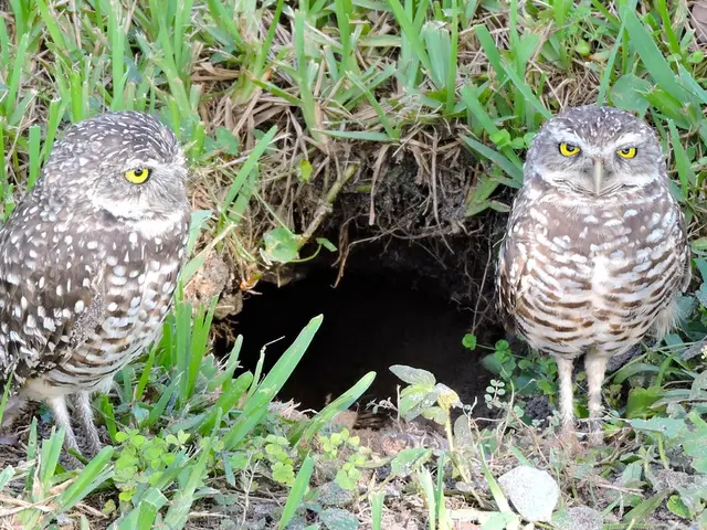 Identificare e Distinguere Tassi e Ghiri: I loro Comportamenti Consueti