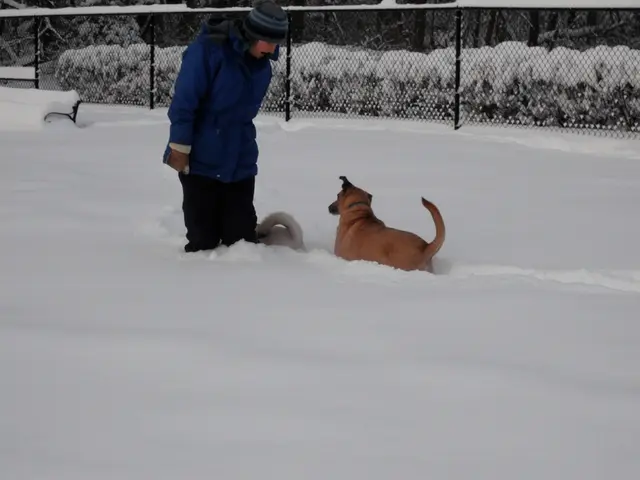 Aggiornamento previsionale dell'armadio invernale: Scommetti sui nuovi stili di cappotti per...