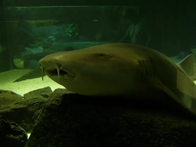 Guida sulla tubatura del sommo dell'acquario: diagrammi per assisterti