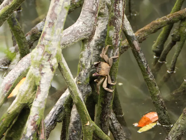  arbusti di mela cotogna vivaci: scelte ottimali per colore e forma