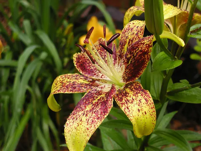 Due specie di vegetazione puzzolenti sbocciano simultaneamente ai Kew Gardens