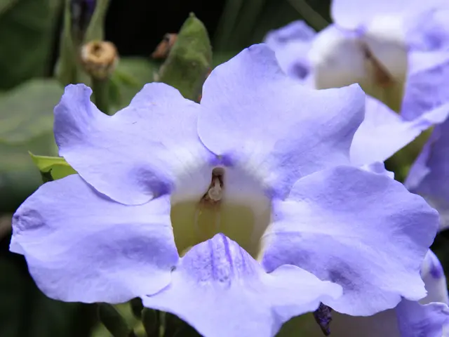 Fiori e In Fritz: Sole, Terreno e successi nella coltivazione del fiore gayfeather