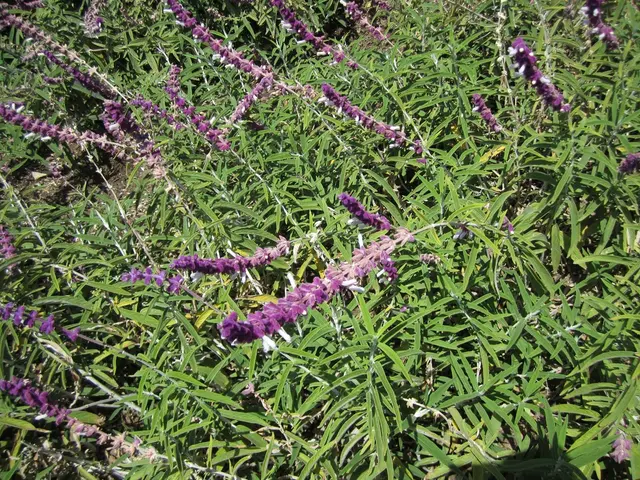  coltivare fiordalisi violetti: padroneggiare l'arte di scegliere il terreno fertile per una...