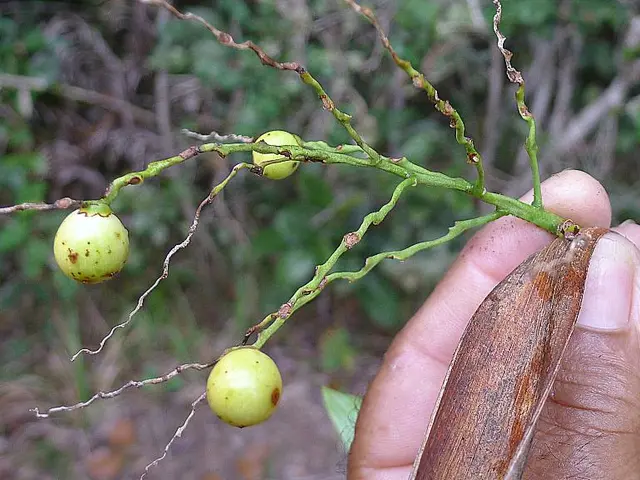 Imparare a piantare: strategie di base per la coltivazione del suolo