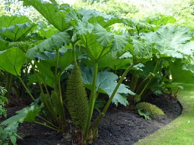 Cura delle tue piante: Guida completa per la salute delle piante attraverso la scelta del terreno...