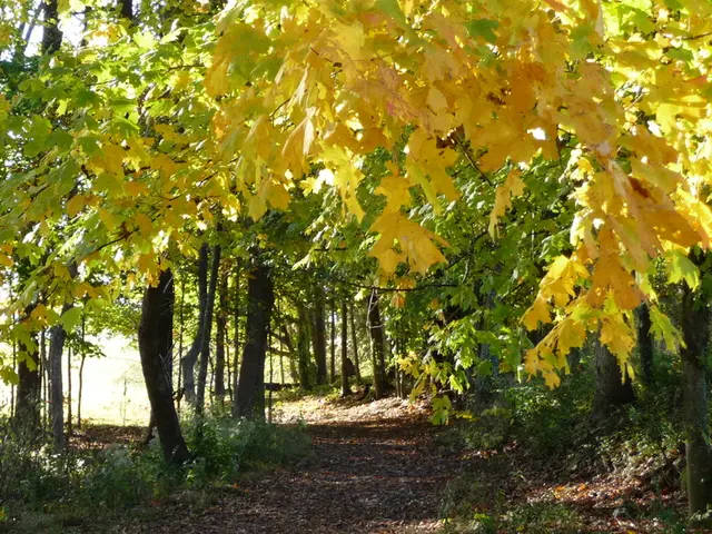 Valutazione dei Livelli di Idratazione del Suolo: Guida Completa per comprendere la Salute delle...