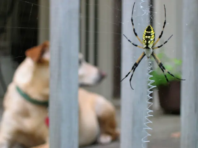 Strategie di rimozione per la vegetazione della pianta d'edera velenosa
