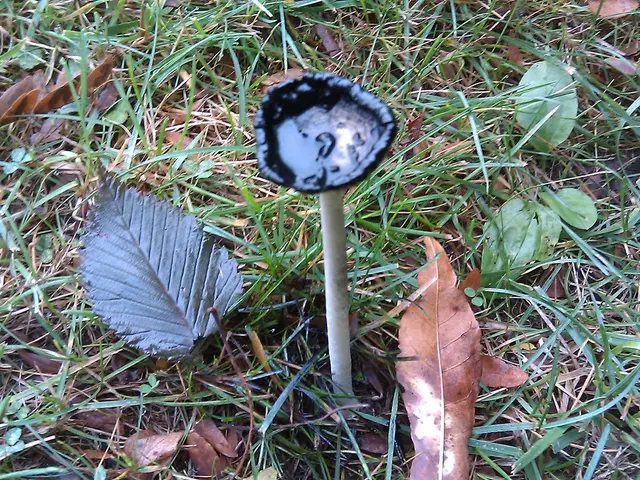 Un Prataiolo Puccino: Esplorazione di un Fungo Profumato