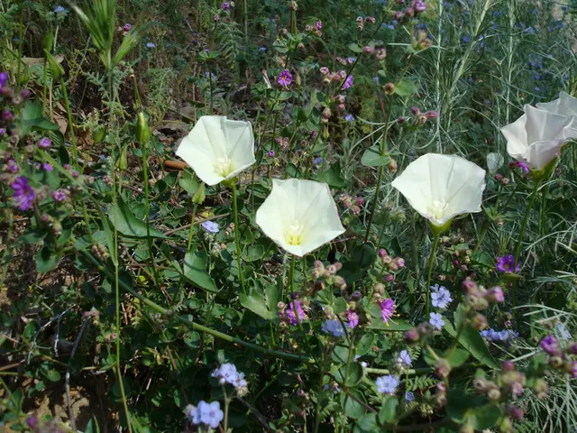 Problema delle Piante Invasive della Florida: Considera queste Piante Alternative