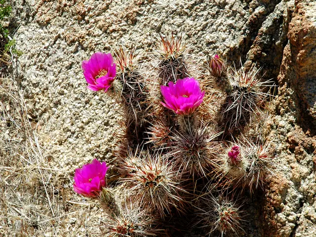 Concetti di Transformatura del Paesaggio con Pietre: 13 Approcci Innovativi alla Giardinaggio con...