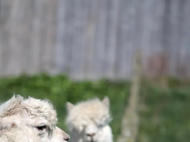 L'allevamento intensivo dei bovini nei Paesi Bassi potrebbe causare danni ambientali maggiori di...