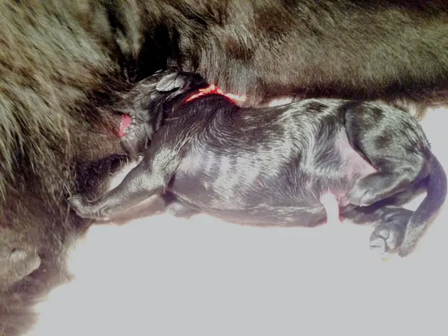 Sindrome di Accoppiamento Animale: Comprendere il Fenomeno in Diversi Specie