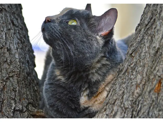 Previsioni per Catamarca del 4 settembre 2025: Quale sarà il tempo previsto?