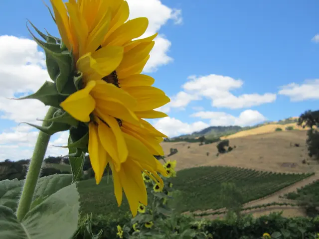 Micro paesaggi che imitano le stagioni annuali della natura: bonsai e stagioni