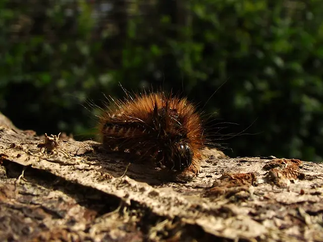 Gestionerpm Agroecologica in Permacultura: Tecniche Sicure per Giardinieri alle Prime Armi
