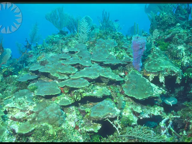 Pratiche di Risparmio Idrico nella Permacultura di Base