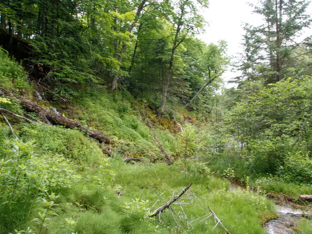 L'opera di Richard Mosse: Visualizzare la distruzione ambientale nella foresta pluviale...
