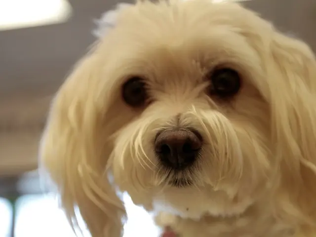 Motivi per l'iperattività di un cane rivelata da un veterinario: capire i cinque fattori che...