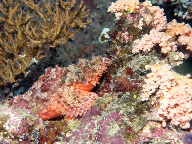 Patate Metalliche Scoperte Profondamente nell'Oceano sono ora estremamente Preziose