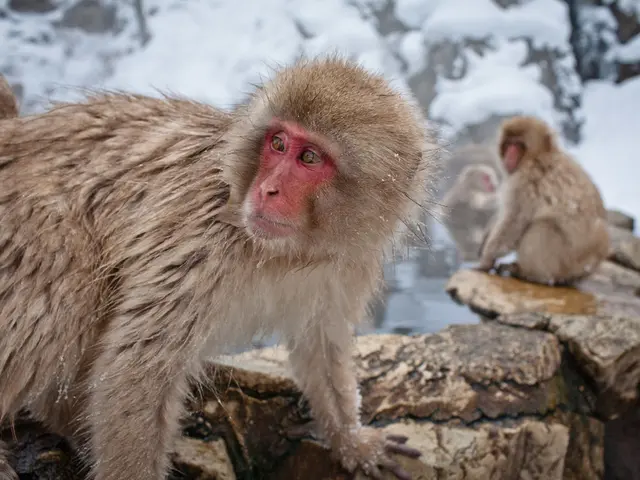 Primati ancestrali e clima: svelare come gli ambienti freddi hanno influenzato l'evoluzione 56...