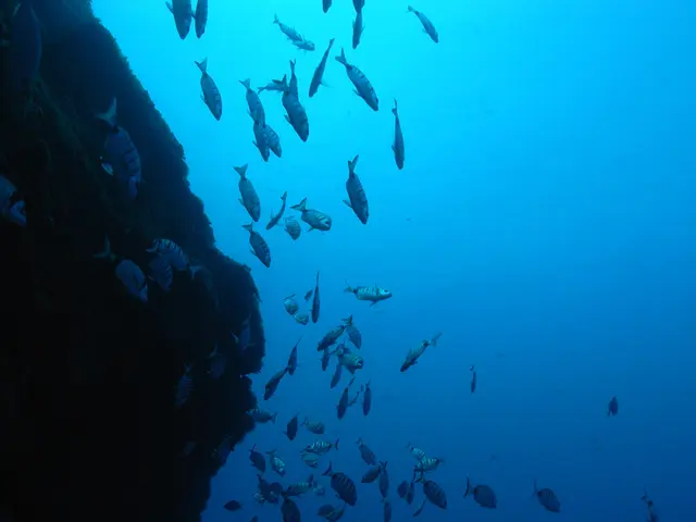 Perla Fossile Antica di Circa 100 Milioni di Anni Scoperta nell'Outback Australiano