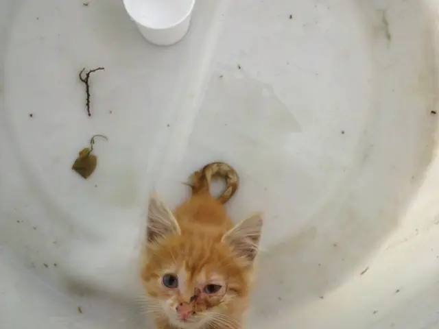 Offerta Amazon: Macchina da caffè Espresso di alta qualità disponibile solo per $20