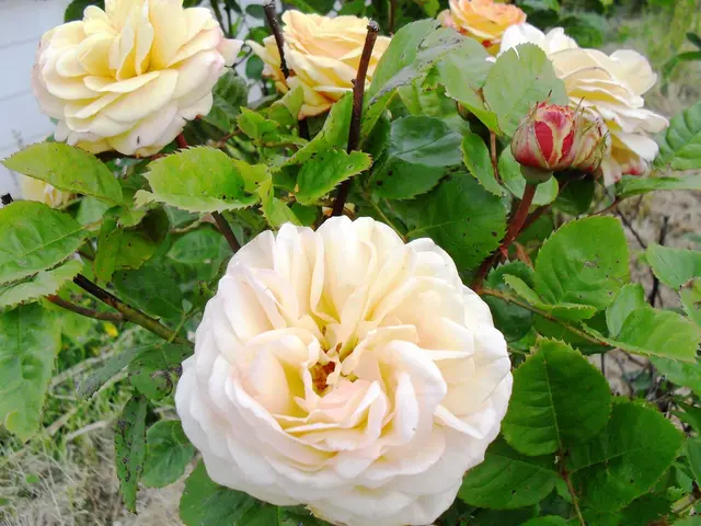 Eliminazione mirata di alcune vegetazioni attraverso tecniche di gestione della cannabis